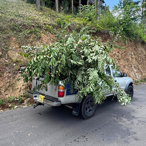 Truck Hauling Brush